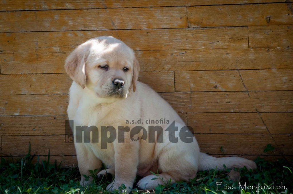puppy-class