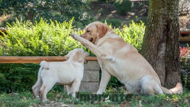 classi-per-cuccioli-educazione-cane-arezzo