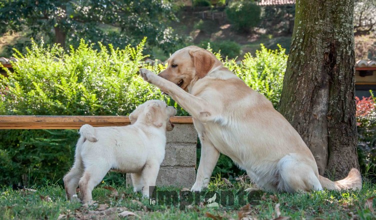 classi-per-cuccioli-educazione-cane-arezzo