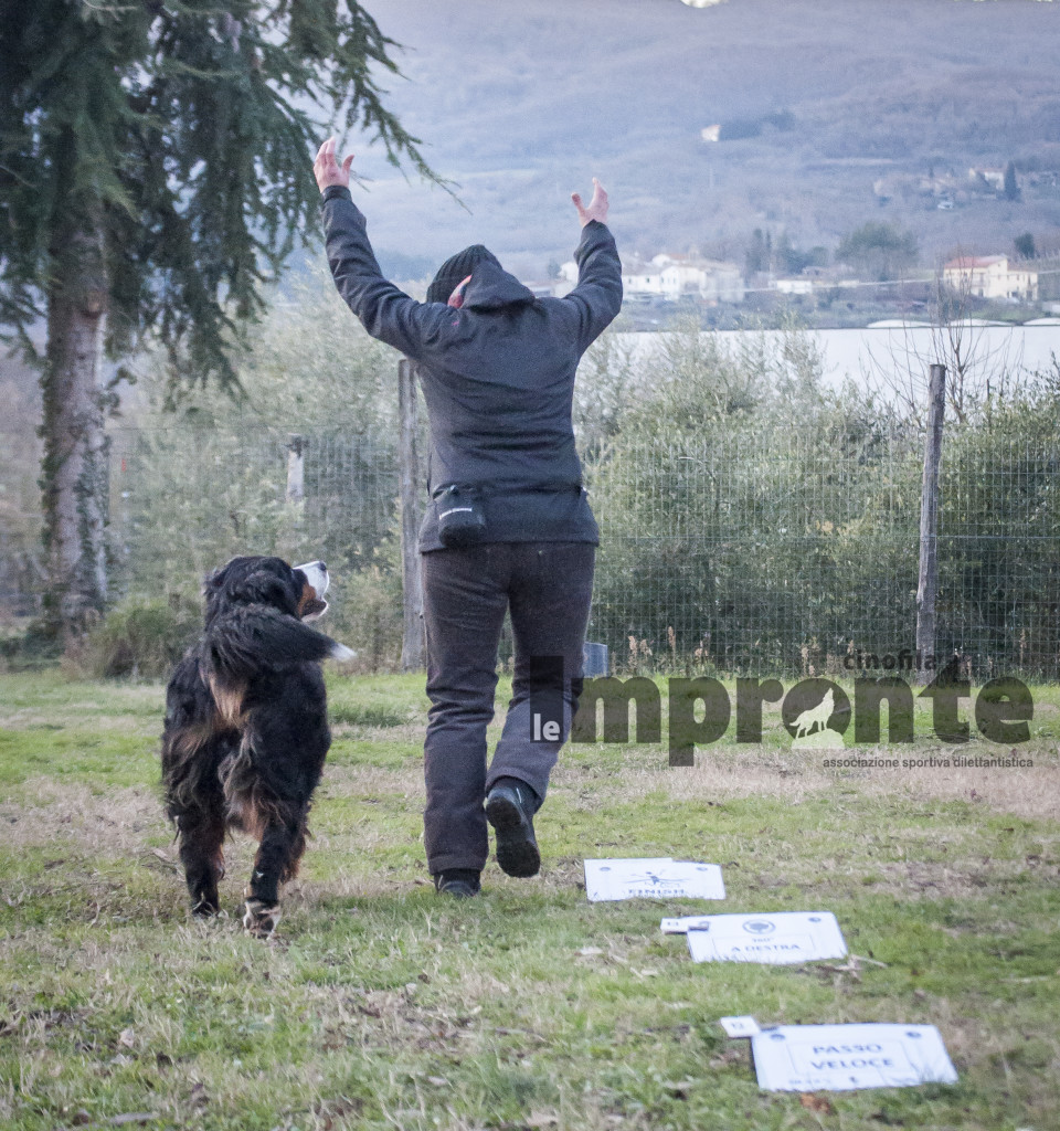 rally-obedience-gara-sport-cinofili