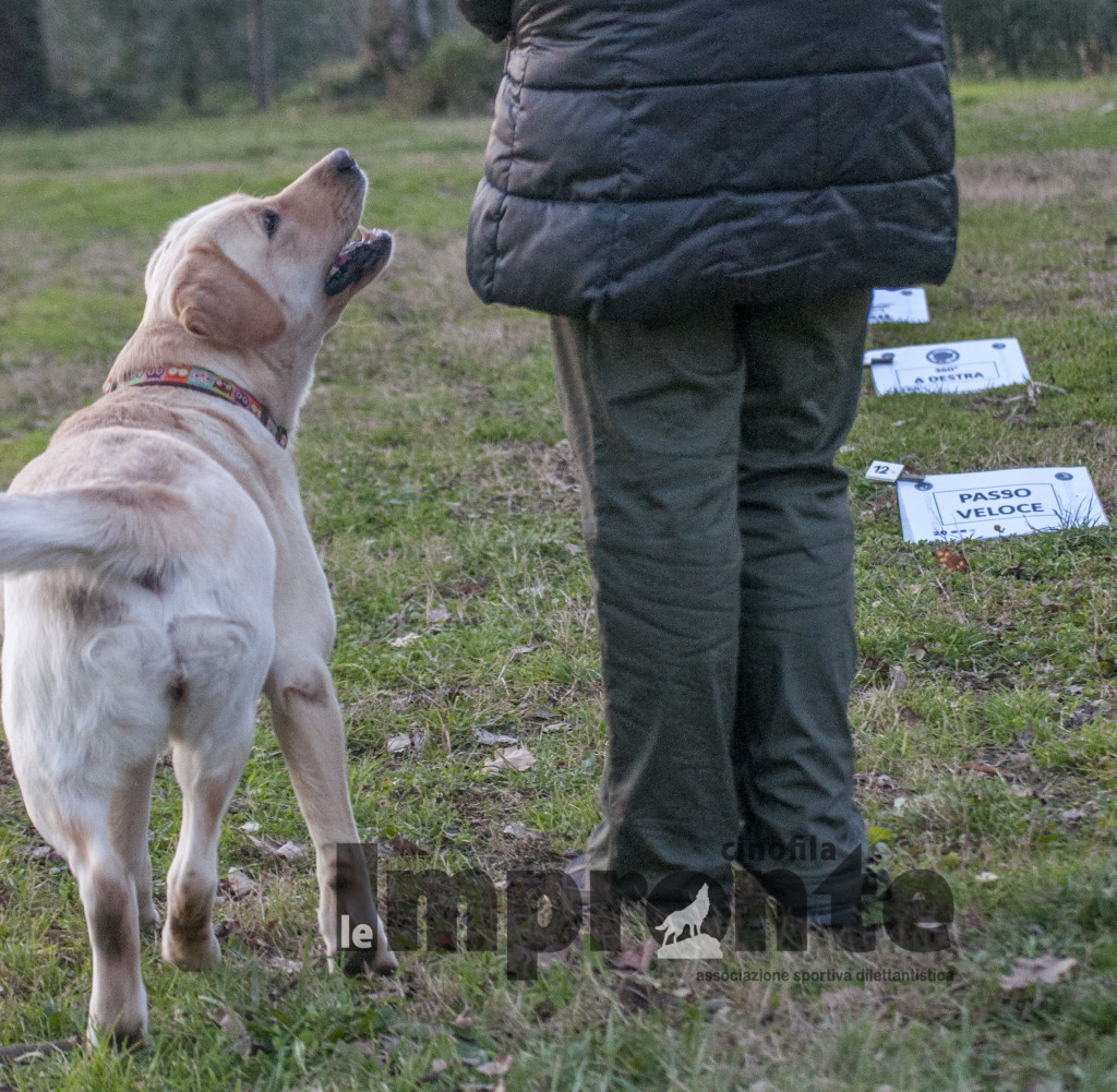 rally-obedience-gara-sport-cinofili