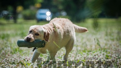 riporto-per-retriever