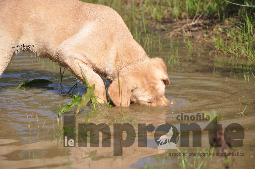 attitudine-cane-vocazione-labrador-retriever